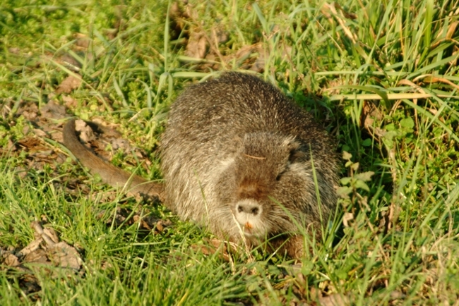 Nutria, Myocastor coypus - Bentivoglio (BO)